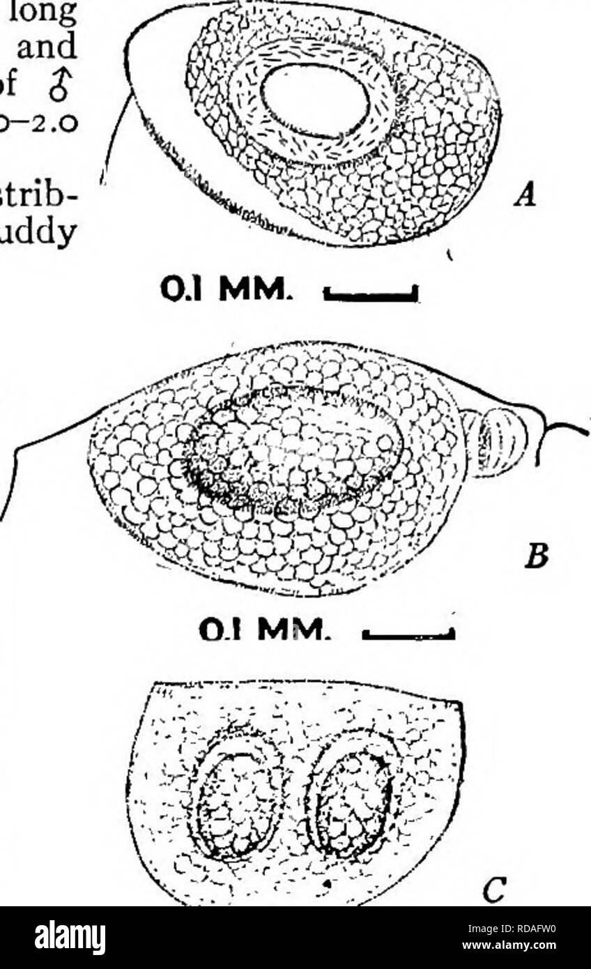 . Fresh-water biology. Freshwater biology. Fig. 1092. Male antennule. A, Moinaredirosiris. B, M. affinis. C, M. macrocopa. 0.1 MM. ^^ Fig. 1093. Ephippium. A,Moina rectirostris. B, M. affinis. C; M. macrocopa, {A and C after Lillje- borg.) 74 (73) Valves striate; ephippium reticulated all over; antennules of male with sense seta near base. . Moina affinis Birge 1893. 005 MM i-. Please note that these images are extracted from scanned page images that may have been digitally enhanced for readability - coloration and appearance of these illustrations may not perfectly resemble the original work. Stock Photo