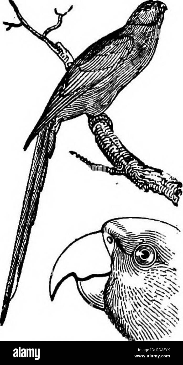 Illustrated natural history : comprising descriptions of animals, birds,  fishes, reptiles, insects, etc., with sketches of their peculiar habits and  characteristics . Zoology. CLIMBERS. 267. kernel, continually utters a  short clucking
