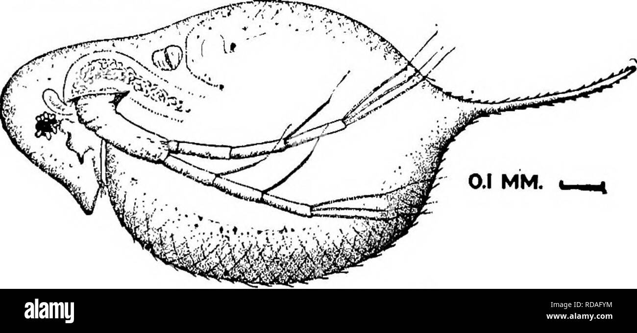 . Fresh-water biology. Freshwater biology. Figs. 1070,1071 Daphnia longispina var. hyalina, A and B, form lypica, D, form galeata. form mendolae. 38 (35) Ocellus absent; head helmeted. Daphnia longispina var. longiremis Sars 1861. Valves broadly oval; spine long and slender. Head small and rounded with crest. Antennae very long, reaching well toward posterior margin of valves when reflexed. Length, 9 &gt; to i .5 mm. This is the only representative of the European cucullata group as yet seen in this country. No doubt other forms will be discovered. Indiana; Wisconsin, in deep water of lakes in Stock Photo