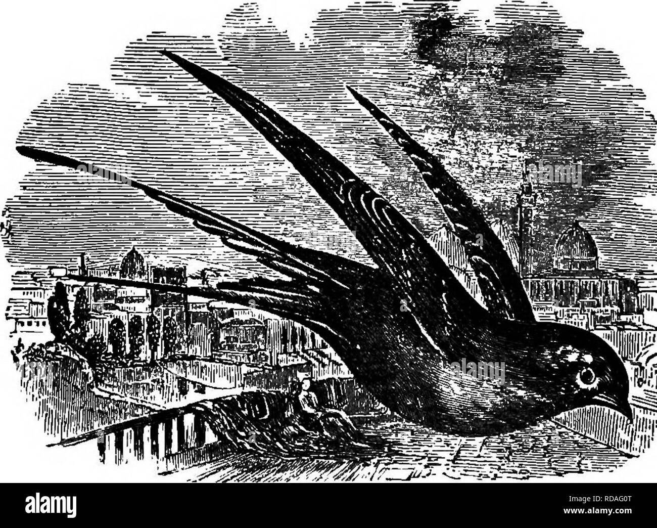 Illustrated natural history : comprising descriptions of animals, birds, fishes, reptiles, insects, etc., with sketches of their peculiar habits and characteristics . Zoology. 260 VERTEBRATES their ofiFspring in a state of Illustrated natural history : comprising descriptions of animals, birds, fishes, reptiles, insects, etc., with sketches of their peculiar habits and characteristics . Zoology. 260 VERTEBRATES their ofiFspring in a state of