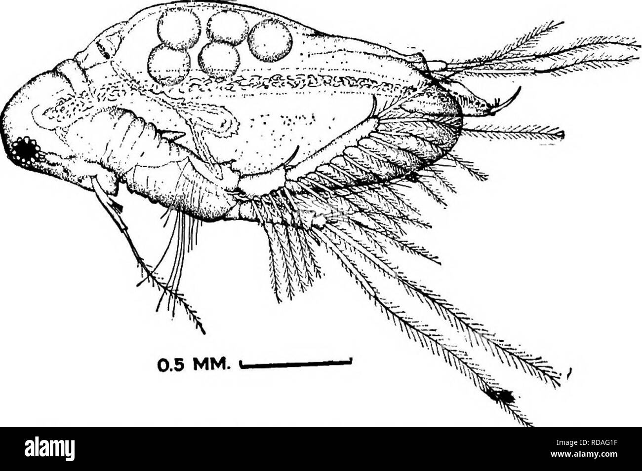 . Fresh-water biology. Freshwater biology. Fig. 1057. a, Lalonopsis fasciculata; b, Latonopds occidentalism Fig. 1058. u, Latonopsis fasciculata; b, Pseudosida bidentata. 17 (14) Eye ventral or in middle of head. Rostrum present. Pseudosida Herrick 1884. Only one American species. . Pseudosida bidentata Herrick 1884. General form like Sida but head more depressed and dorsum more arched. Rostrum present; no fornix or cervical glands. Antennules attached as in Sida, long basal part with olfactory setae on side, and long flexible flagellum. Dorsal ramus of antennae with 2, ventral with 3, joints; Stock Photo