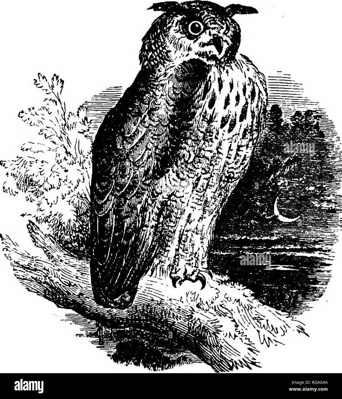 . Illustrated natural history : comprising descriptions of animals, birds, fishes, reptiles, insects, etc., with sketches of their peculiar habits and characteristics . Zoology. NOCTURNAL BIRDS OP PREY. 227 attacks young fawns, hares, and rabbits, together with small birds It inhabits the north of Europe, but has been several times ob- served in Great Britain. It lays its eggs in the clefts of rocks or in ruined buildings. The length of this bird is upwards of two feet.. The Eagle Owl. The Hawk or Canada Owl inhabits the Arctic portion* of Asia and America. Its head is not so round, nor is its Stock Photo