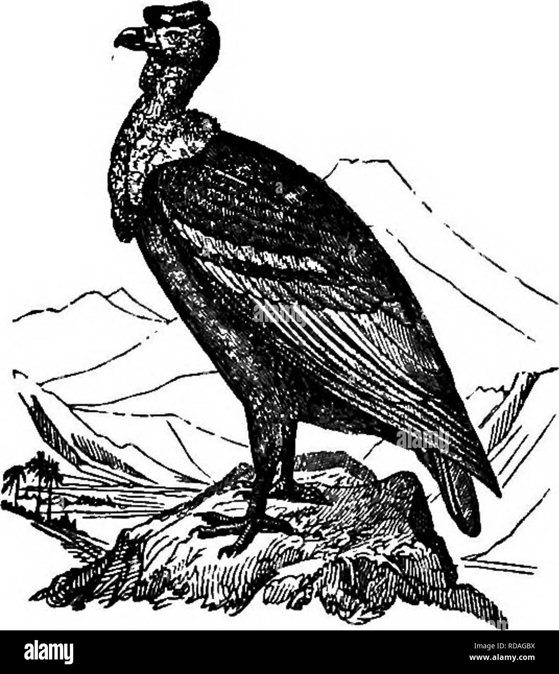 Illustrated natural : comprising descriptions of animals, birds, fishes, reptiles, insects, etc., with of their peculiar habits and characteristics . Zoology. 2oe VERTEBRATES.. Condor. powerful to carry