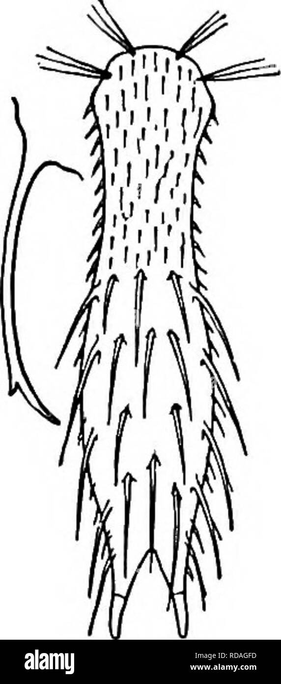. Fresh-water biology. Freshwater biology. 25 (24) Seven (rarely fewer) large spines in two widely separated transverse rows Chaetonolus spinulosus Stokes 1887. Length 0.0675 to o.oSg mm. Usually four large spines in anterior row and three in posterior. Some may be suppressed (or lost?), leav- ing three in front and only one in the center behind. Spines of anterior row distinctly longer. Egg 0.0339 mm. long, covered on one side with short hairs. The embryo escapes in thirty hours and thirty hours later the young individual shows an ovarian egg in which the nucleus becomes conspicuous six hours Stock Photo