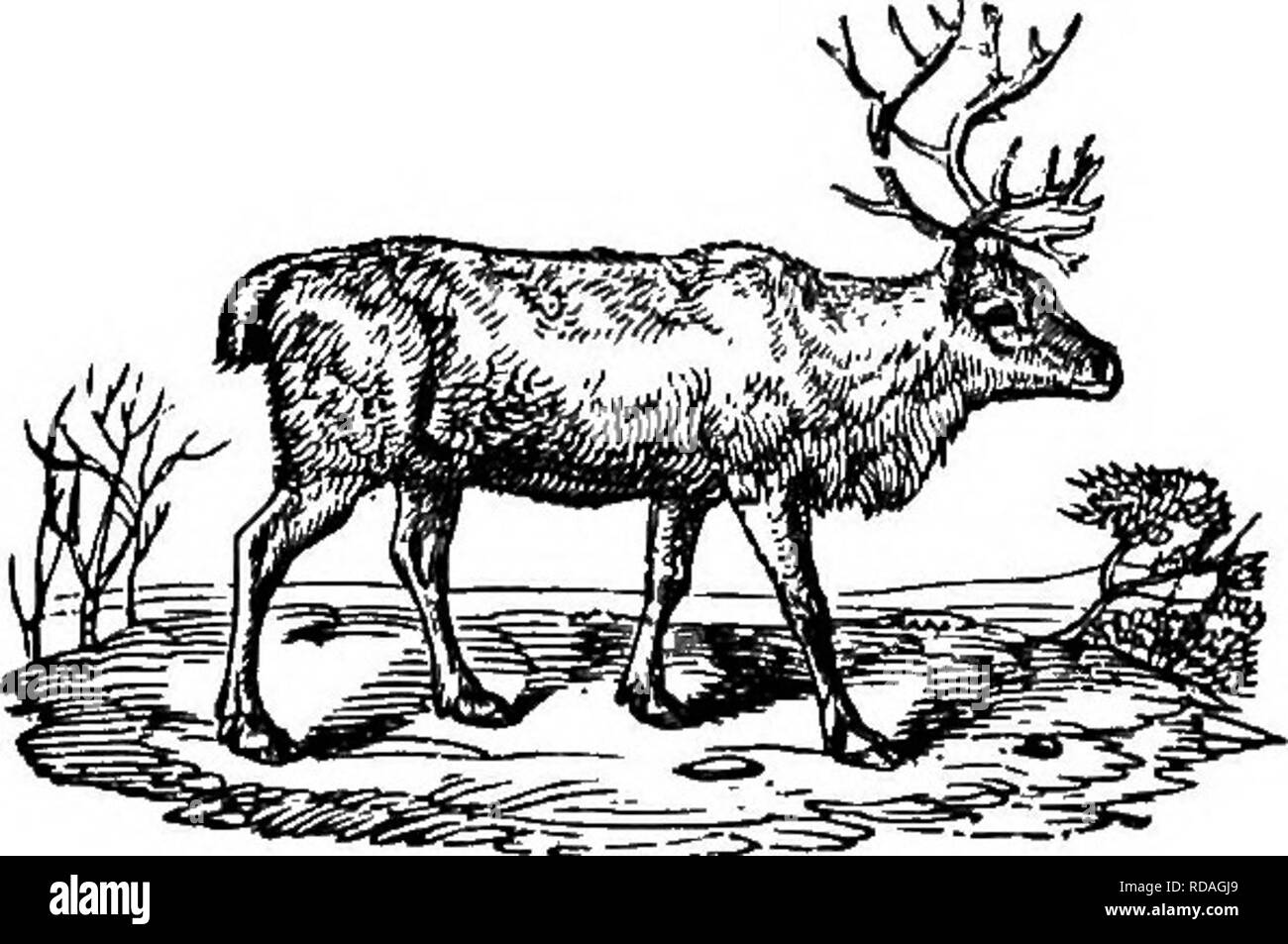 . Illustrated natural history : comprising descriptions of animals, birds, fishes, reptiles, insects, etc., with sketches of their peculiar habits and characteristics . Zoology. 166 VERTEBRATES. growing to the height of our largest oxen. It inhabits Canada anj other parts of North America, and has been confounded with the Moose. Its horns are very large, measuring nearly six feet from tip to tip. It is very fierce, and boldly attacks an antagonist. The Axis is of the small number of ruminating animals which wear horns, like the stag. It has the shape and swiftness of the fallow-deer; but what  Stock Photo