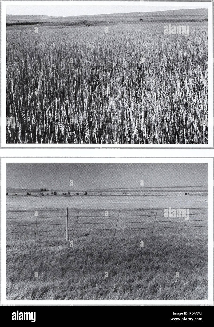 . Eighty years of vegetation and landscape changes in the Northern Great Plains : a photographic record. Range plants; Landscape; Botany; forbs; grasses; landscapes; botanical composition; shrubs; trees. Original Photograph July 6, 1927. Shantz V-3-1927. Facing east. First Retake and Description August 11, 1960. W.S.P., E-8-1960. Dr. Shantz' original picture shows an almost pure stand of Agropyron smithii. When the 1960 picture was taken there was very little of this grass, there being mainly Koeleria cristata (from Phillips 1963, p. 129). Second Retake August 3, 1998. Kay-4358-15.. Please not Stock Photo