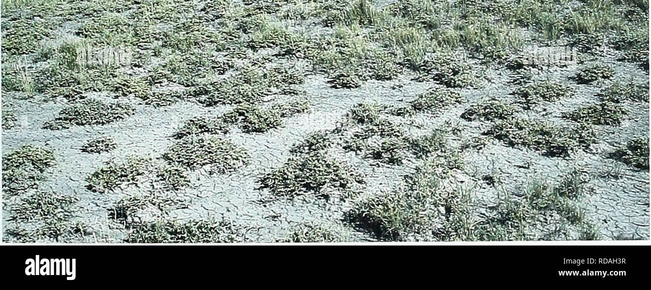 . Eighty years of vegetation and landscape changes in the Northern Great Plains : a photographic record. Range plants; Landscape; Botany; forbs; grasses; landscapes; botanical composition; shrubs; trees. Belle Fourche, South Dakota Location Butte Co., SD; Sec. 6.R.3E..T. ION.; GPS-UTM 4968196 N, 593644 E. About 14.2 miles north-northeast of Belle Fourche. From Belle Fourche, travel north 14.2 miles along U.S. Highway 85. Photopoint is 50 yards north of the highway. Description September 20, 1999 Shrub-Dominated Upland Shrubs. Atriplex nuttallii Upland Before Hills Grasses. Agropyron smithil Ko Stock Photo