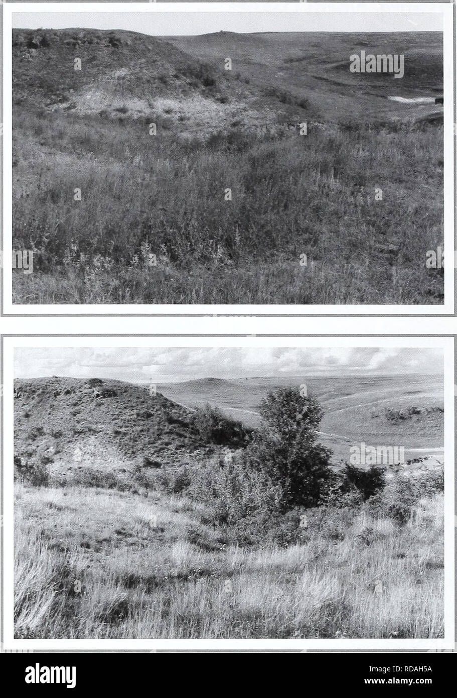 . Eighty years of vegetation and landscape changes in the Northern Great Plains : a photographic record. Range plants; Landscape; Botany; forbs; grasses; landscapes; botanical composition; shrubs; trees. Original Photograph September 22. 1924. Shantz G2-8-1924. Facing north. First Retake and Description June 25, 1959. W.S.P., E-4-1959. Dr. Shantz had taken a series of about ten pic- tures in this area within a distance of about fifty feet. The area is a dry water course with some watering holes for cattle. The grasses here are Stipa comata and Bouteloua gracilis with some Andropogon sco- pariu Stock Photo