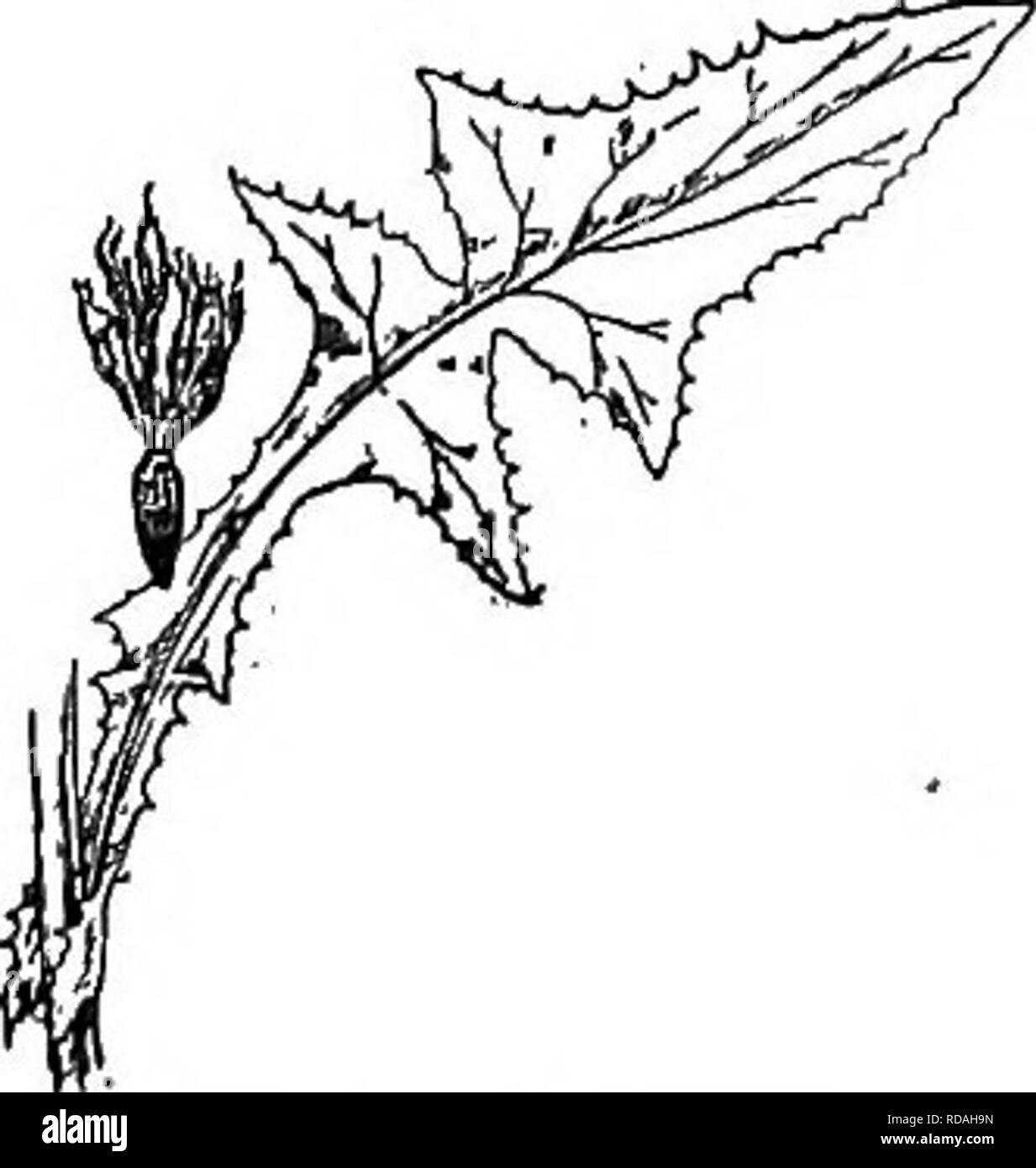. Gray's new manual of botany. A handbook of the flowering plants and ferns of the central and northeastern United States and adjacent Canada. Botany. 1016. T. erythrospermum. Heads and leaf-tip x %. 99. s6NCHUS [Tourn.] L. Sow Thistle Heads many-flowered, becoming tumid at base. Involucre more or less im- bricated. Achenes oboompressed, ribbed or striate, not beaked; pappus copious, of very white exceedingly soft and fine bristles mainly falling together. ^Leafy-stemmed coarse weeds, chiefly smooth and glaucous, with corymbed or umbellate heads of yellow flowers produced in summer and autumn. Stock Photo