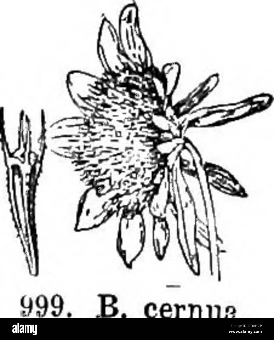 . Gray's new manual of botany. A handbook of the flowering plants and ferns of the central and northeastern United States and adjacent Canada. Botany. COMPOSITAE (COMPOSITE FAMILY) 841. B. cerniia. olive or brown, nearly glabrous, obscurely nerved or nerveless, sometimes punctate ; awns nearly J as long as the achene, equaling the i-loothed pale-yellow corolla. (B. connata, var. Gray.) —Sandy shores and rich soil, N. E. to Minn., westw. and southw. Sept., Oct. Fis. 997. ^S'l'- acita Wiegand. Leaves subsessile ; heads larger; outer bracts sbortei (barely twice exceeding the disk), spreading, ac Stock Photo