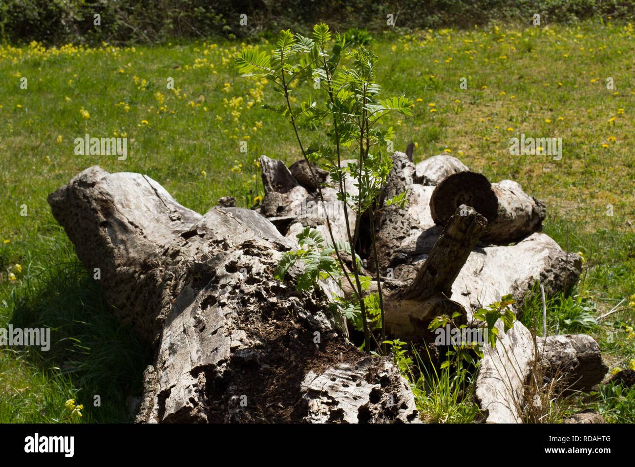 Ash Tree ( Fraxinus excelsior) , young tree growing out of old ash tree ...