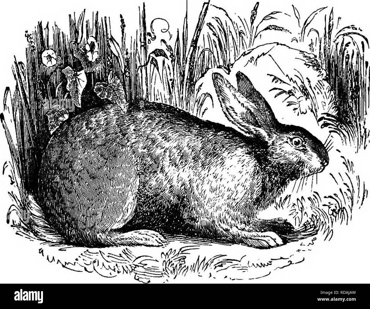 Rabbit burrow Black and White Stock Photos & Images Alamy