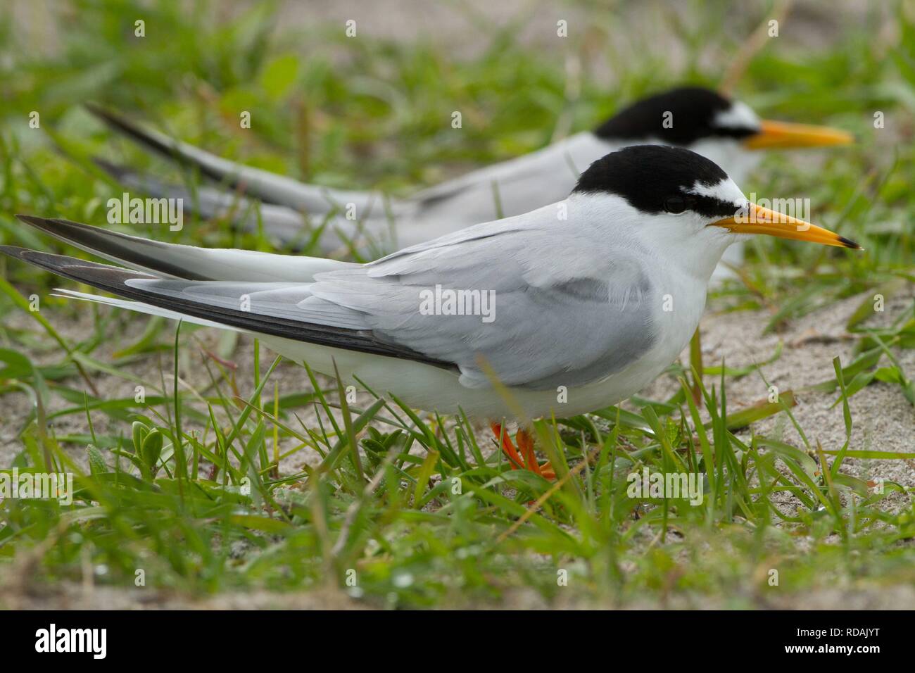 Two little Tern (Sterna albifrons) at the  nest amongst Black Oats growing on shell rich sands Machir , Indicator bird of climate change because of its dependence on sand eels , sea temperature. Stock Photo