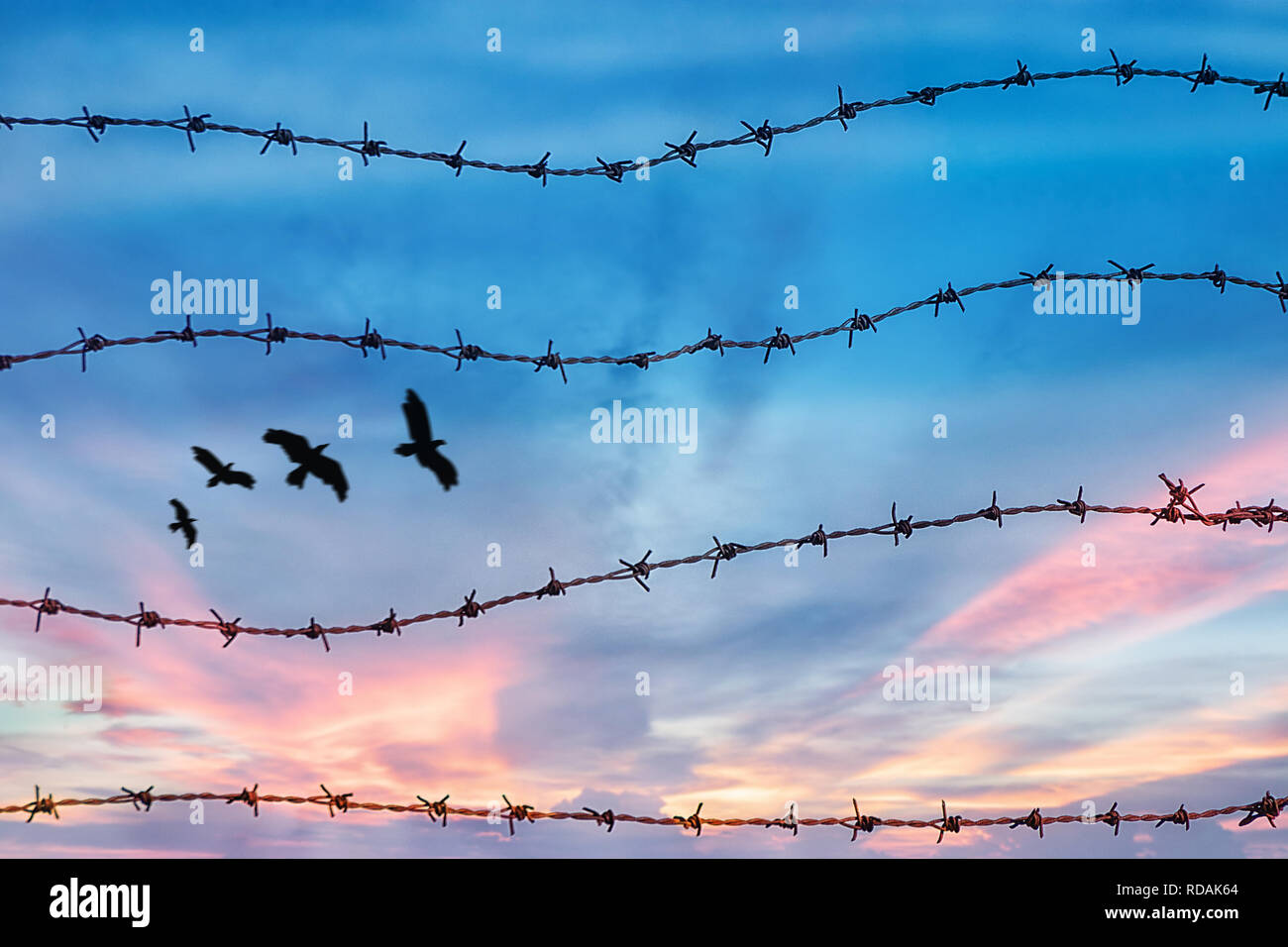 freedom and human rights concept. silhouette of free bird flying in the sky behind barbed wire with sunset background Stock Photo