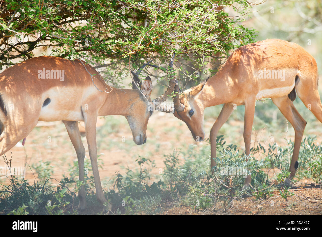 Impala locking horns hi-res stock photography and images - Alamy