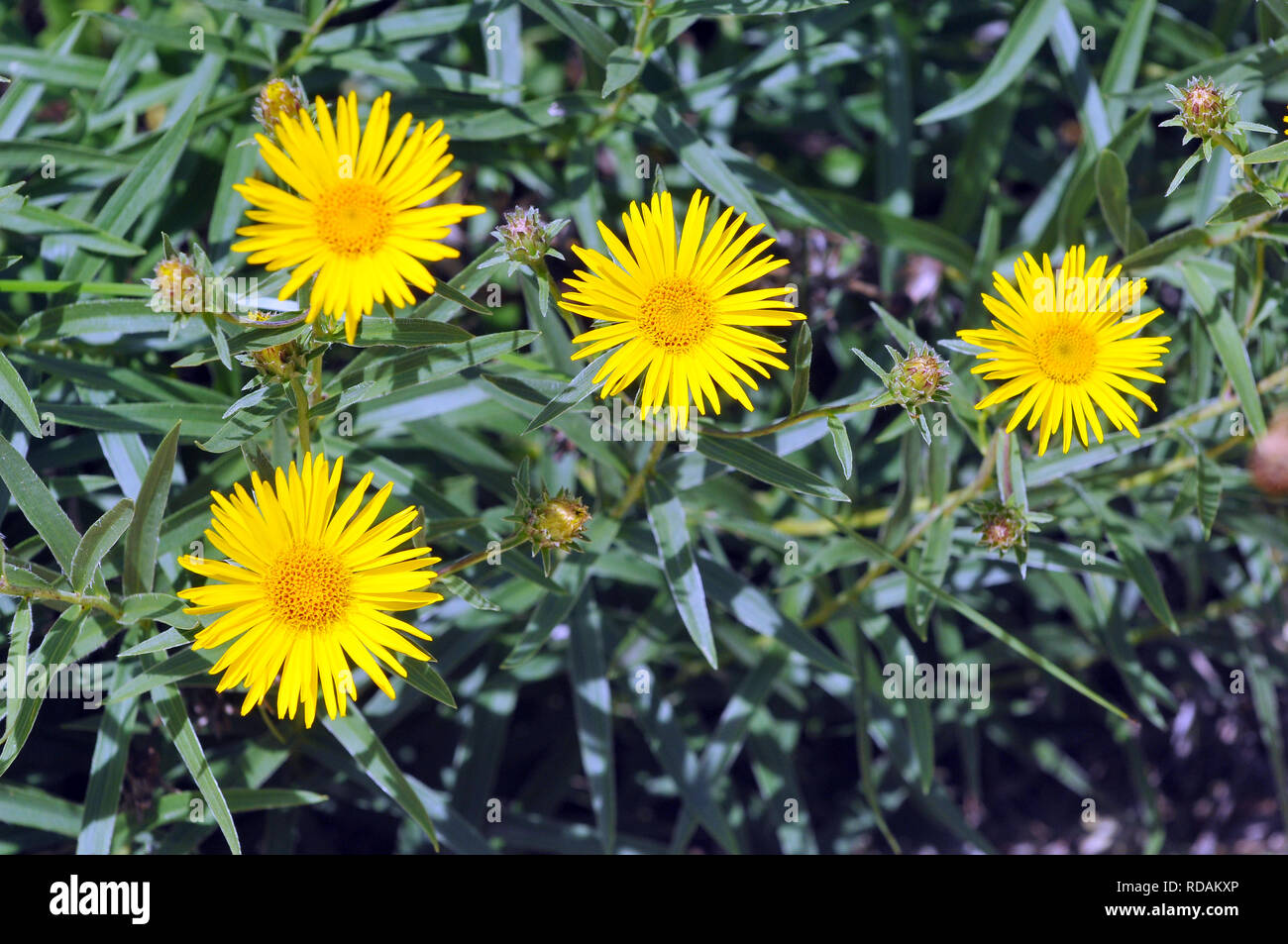 Alante, Inula ensifolia, kardos peremizs, kardlevelű peremizs Stock Photo