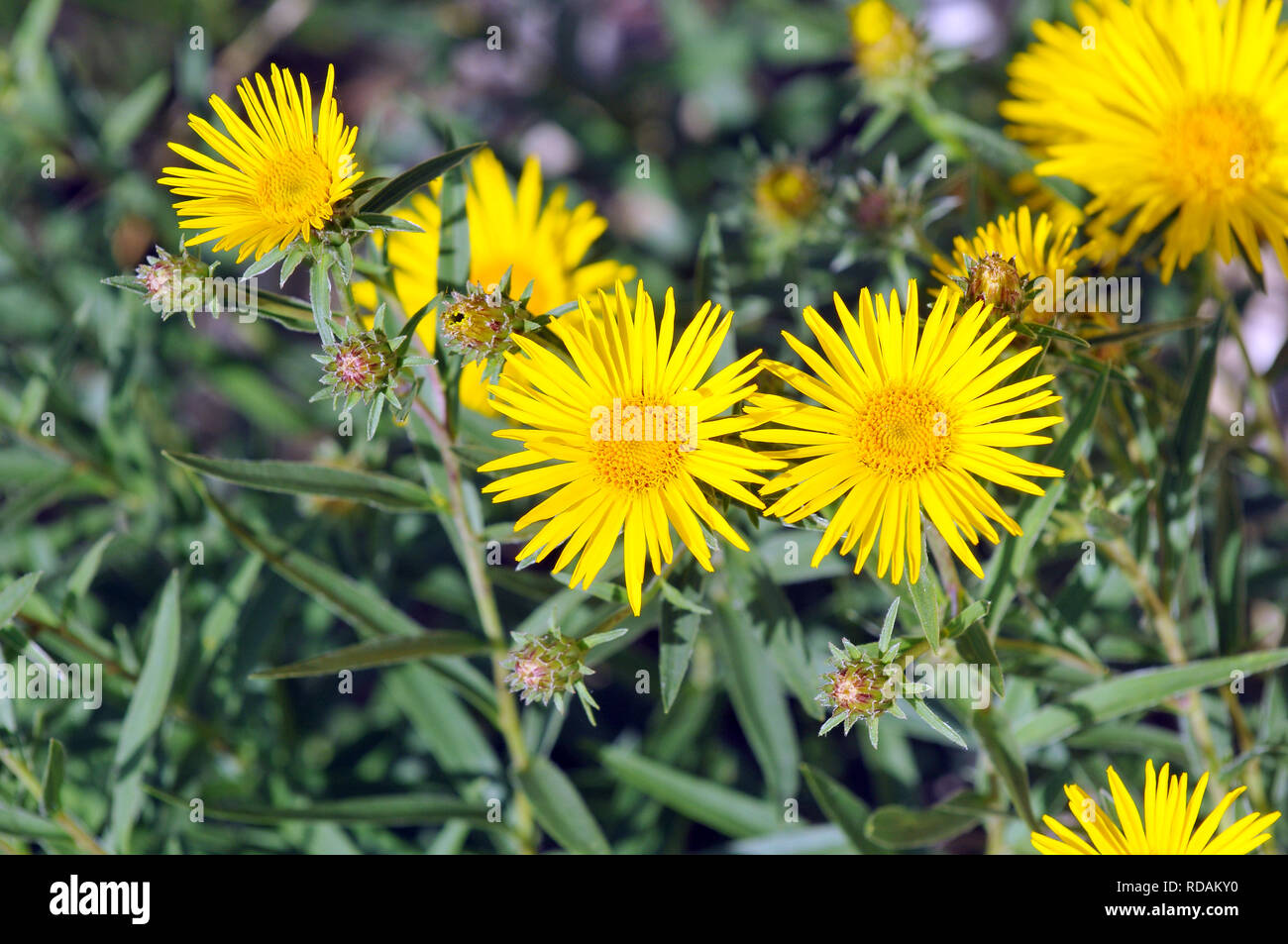 Alante, Inula ensifolia, kardos peremizs, kardlevelű peremizs Stock Photo