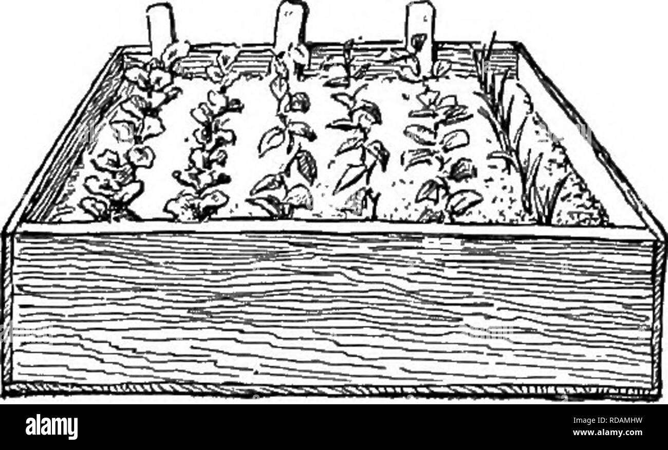 Beginners' botany. Botany. BUD PROPAGATION 123. Fig. 160 