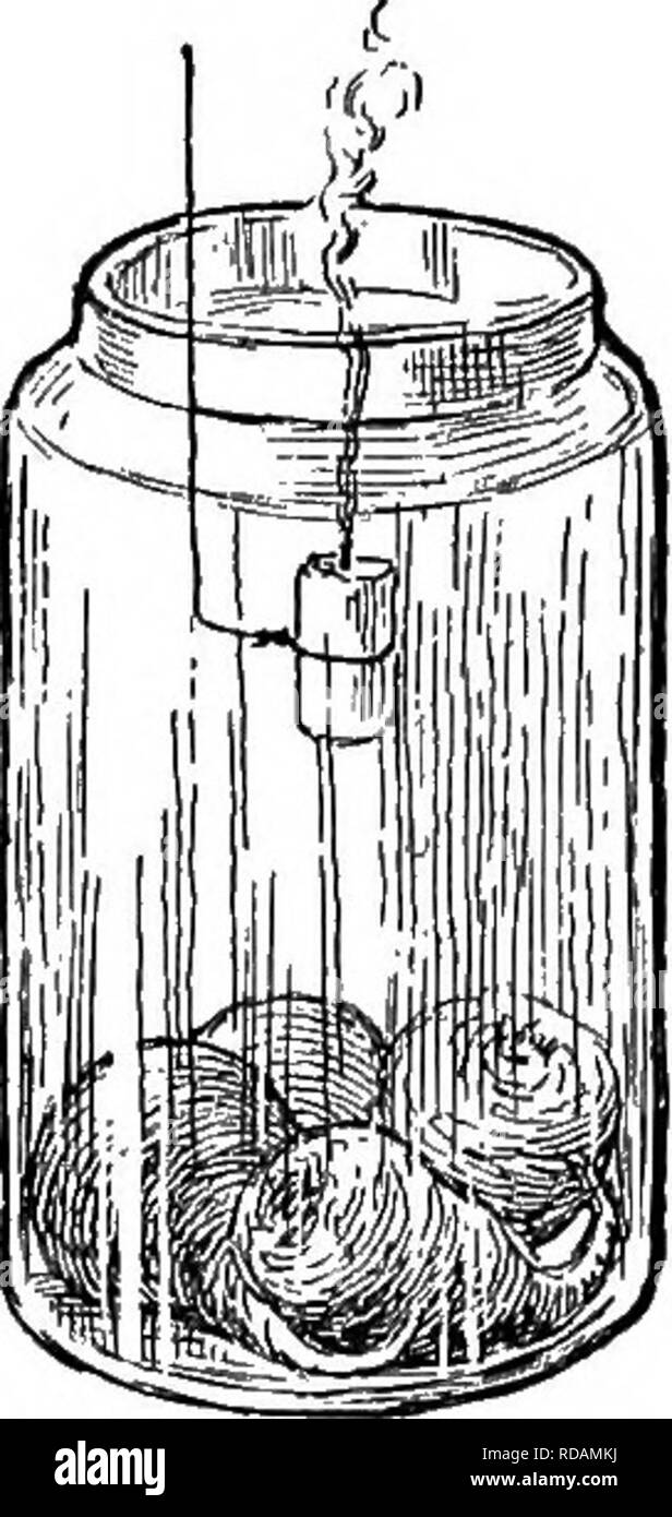. Beginners' botany. Botany. Fig. 123. — To ILLUS- TRATE A Product OP Respiration.. Fig. 124. — KKsi'iRA- tjon of Thick Roots. (CO2). 91. In a jar of germinating seeds (Fig. 123) place carefully a small dish of liraewater and cover tightly. Put a similar dish in another jar of about the same air space. After a few hours compare the cloudi- ness or precipitate in the two vessels of liraewater. 92. Or, place a growing plant in a deep covered jar away from the light, and after a few hours in- sert a hghted candle or splinter. 93. Or, perform a similar experiment with fresh roots of beets or turni Stock Photo