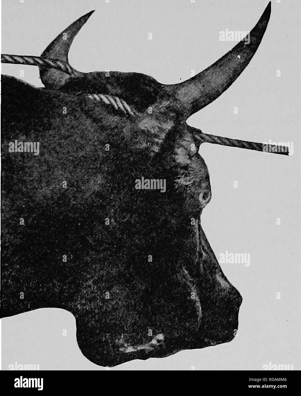 Lumpy jaw disease hires stock photography and images Alamy