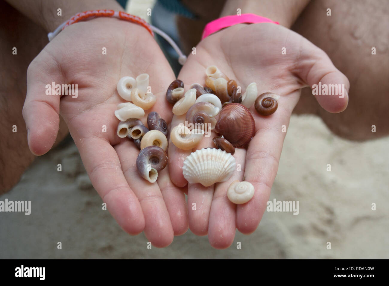 Sea shell decor stock photo. Image of hand, pattern, ethnic - 15107518