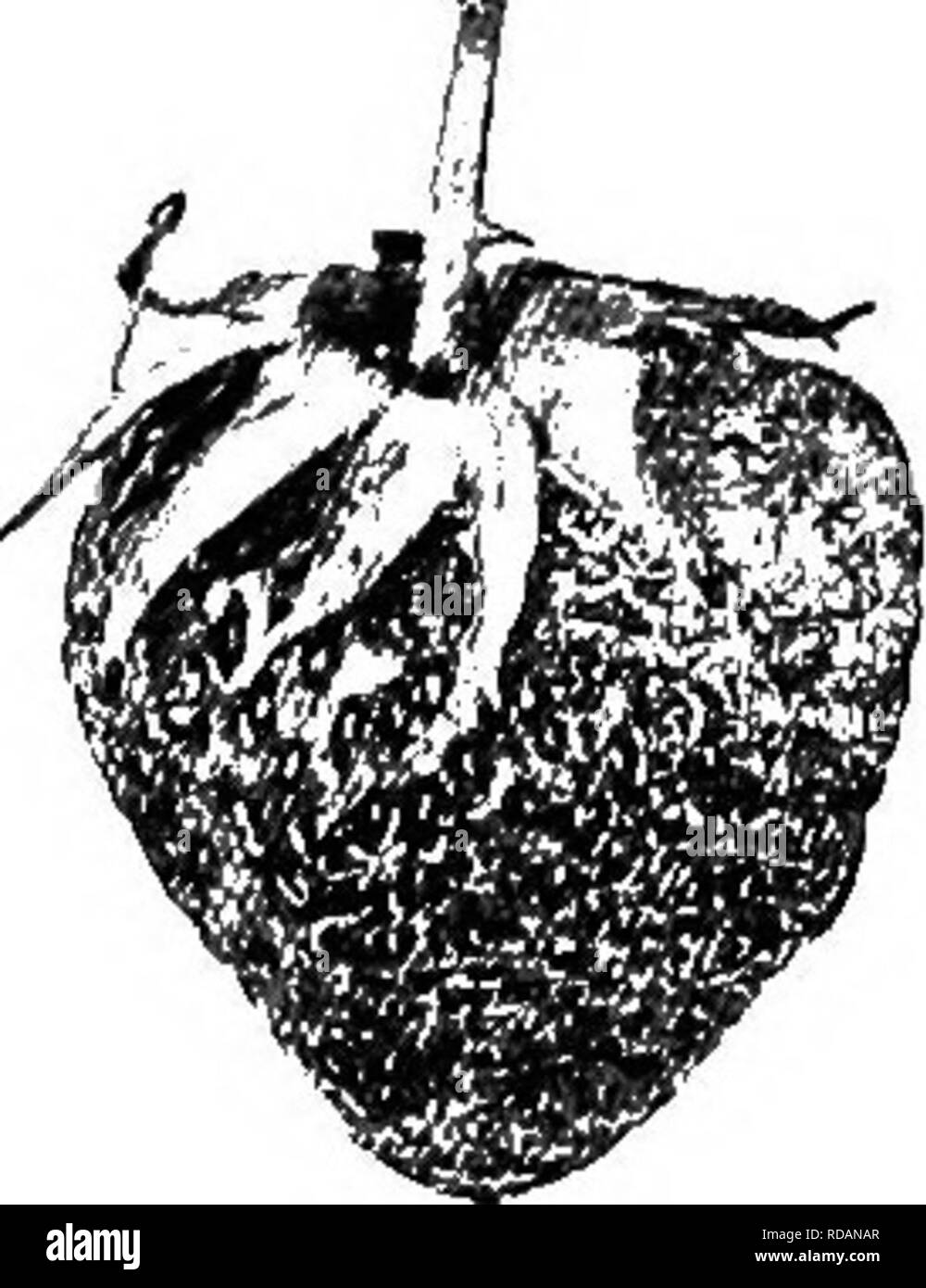 . A text-book of botany for secondary schools. Botany. Fig. 233.—Raspberry: A, flower-stalk, with calyx, old stamens, and prominent receptacle, from which the berry (a cluster of small stone-fruits) has been removed C-S).—After Bailey.. Pig. 234.—Strawberry: an enlarged pulpy receptacle in which numerous small akenes are embedded. common fruits do not answer to this description. A few of the most conspicuous of these will serve as illustrations. A number of the best-known fruits have been named &quot;berries&quot; that are not berries as described above. For. Please note that these images are  Stock Photo