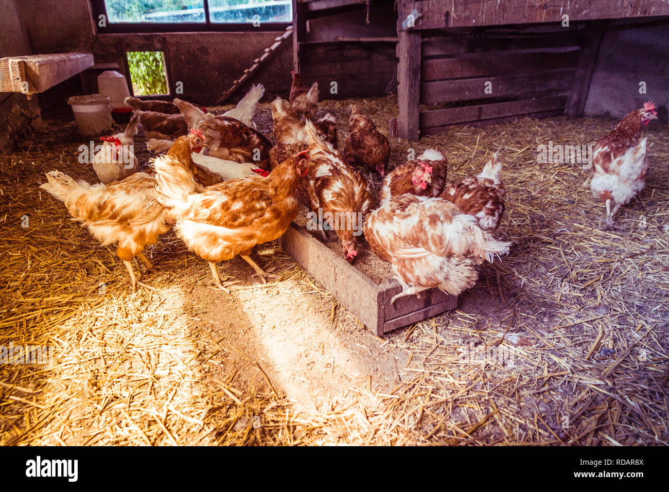 Free range chicken farm house hires stock photography and images Alamy