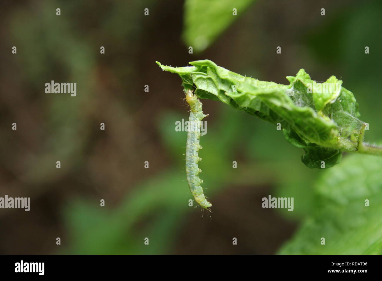 Cabbage White Butterfly Caterpillar hanging from a mint leaf Stock