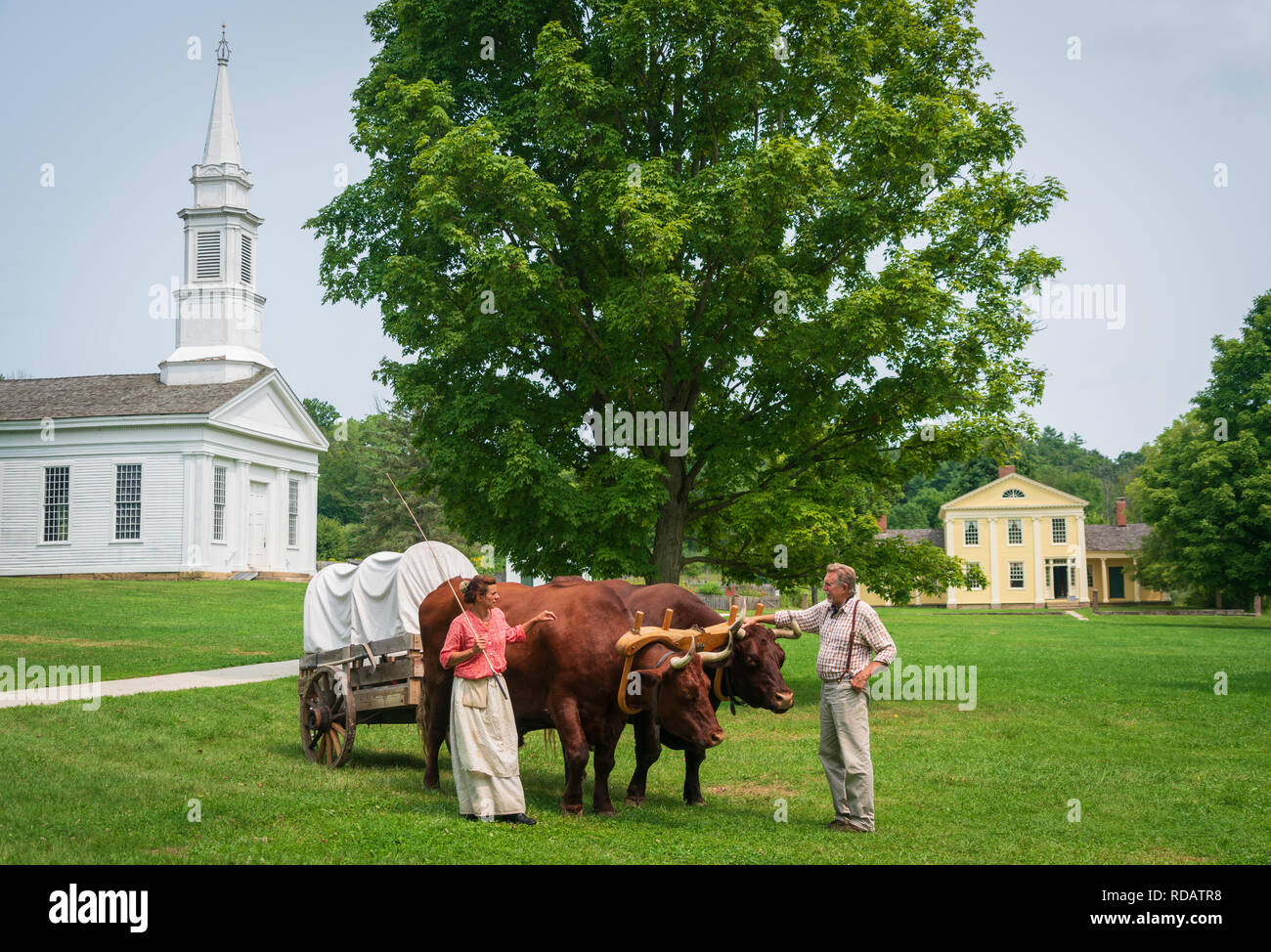 Oxen at Hale Farm Village at Cuyahoga Valley National Park. Stock Photo