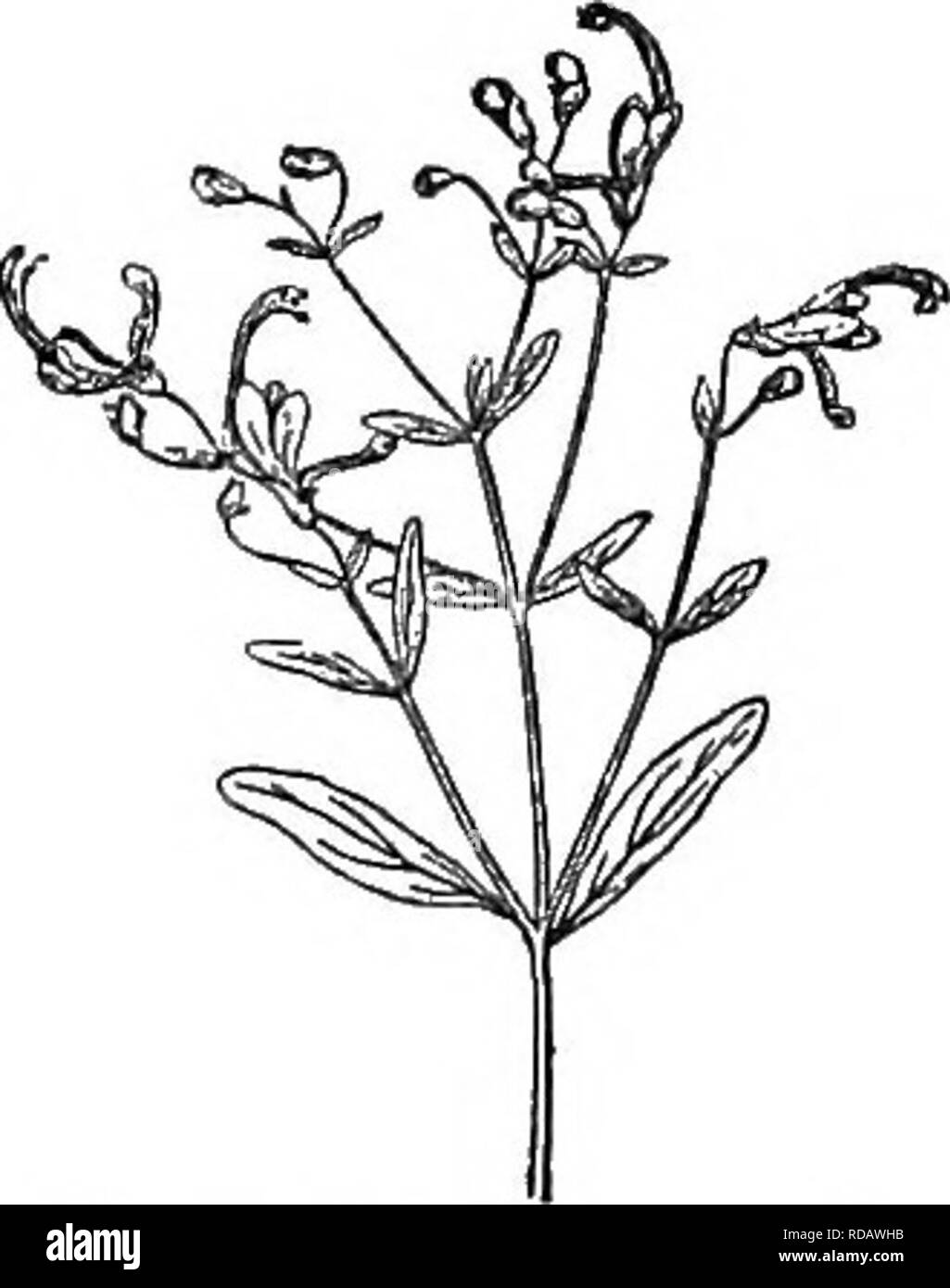 . Gray's new manual of botany. A handbook of the flowering plants and ferns of the central and northeastern United States and adjacent Canada. Botany. (J94 LABIATAE (MINT FAMILY). ments; anther-cells divergent and at length confluent. — Low annuals, some- what clammy-glandular and balsamic, branched, with entire leaves, and mostly solitary 1-flowered pedicels terminating the branches, becoming lateral by the production of axillary branch- lets, and the flower appearing to be reversed, namely, the short teeth of the calyx upward, etc. Corolla blue, varying to pink, rarely white, small; fl. in s Stock Photo
