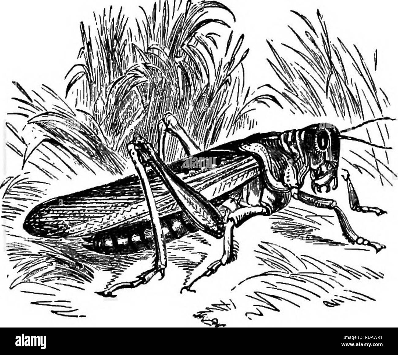 . The popular natural history . Zoology. 536 LOCUSTS.. MIGRATORY lOCUST.—(Locus/a migratoria.) eggs of a dusky yellow colour ; and the roof of the apartment is so near the surface of the ground that the warmth of the runbeams penetrates through the shallow layer of earth, and causes the eggs to be hatched. The tood of the Mole Cricket is mostly of a vegetable nature, but it has been known to feed upon raw meat, upon other insects, and even to exhibit a strong cannibalistic pro- pensity when shut up in company and deprived of the normil food. The Migratory Locust is a well-known instance of a v Stock Photo