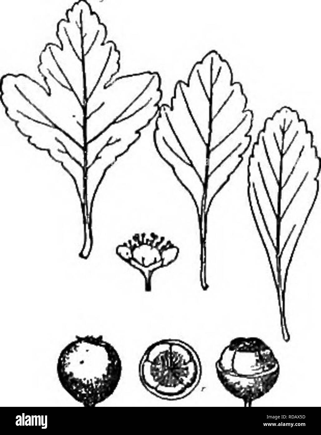 . Gray's new manual of botany. A handbook of the flowering plants and ferns of the central and northeastern United States and adjacent Canada. Botany. EOSACEAE (ROSE FAMILY&quot;) 469 long; 2-6 cm. wide, acute, broadly cuneate, doubly serrate with rather coarse teeth and with 3-4 pairs of acute lobes, glabrous ; corymbs glabrous or slightly pubescent; flowers about 2 cm. wide; calyx-lobes slightly villous inside; sta- mens 5-10 ; styles 2-4 ; fruit 1 cm. thick, red ; flesh yellow, dry, sweet; niUlHs usually 2-3, d-7 nmi. long ; nest of nutlets 7-9 mm. thick. ( C. glandulosa Ait.; G. coccinea,  Stock Photo