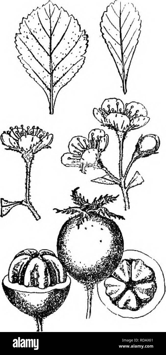 . Gray's new manual of botany. A handbook of the flowering plants and ferns of the central and northeastern United States and adjacent Canada. Botany. EOSACEAB (rose FAMILY) 467 10 stamens, pink anthers, and pyriform yellow-green fruit. ill s. Va. It should be sought Â§7. PARVIFOLIAE Loud. (Uniflorae Beadle.) Leaves rather small, apatu- late, obovate, or oval, obtuse, rounded, or acute at the apex, cuneate at the base, cretiate, crenate-dentate, or serrate, subcoriaceous, shining above, very pubescent lohen young, becoming scabrate above when mature; petioles very short, pubescent, winged; cor Stock Photo