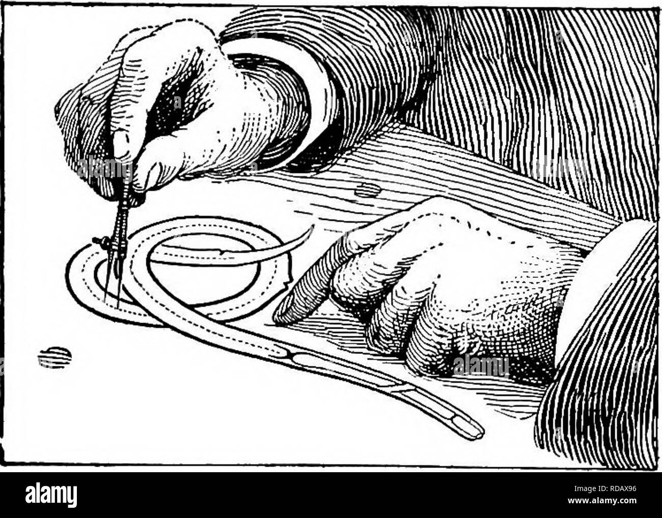 Needle nematodes Black and White Stock Photos & Images Alamy