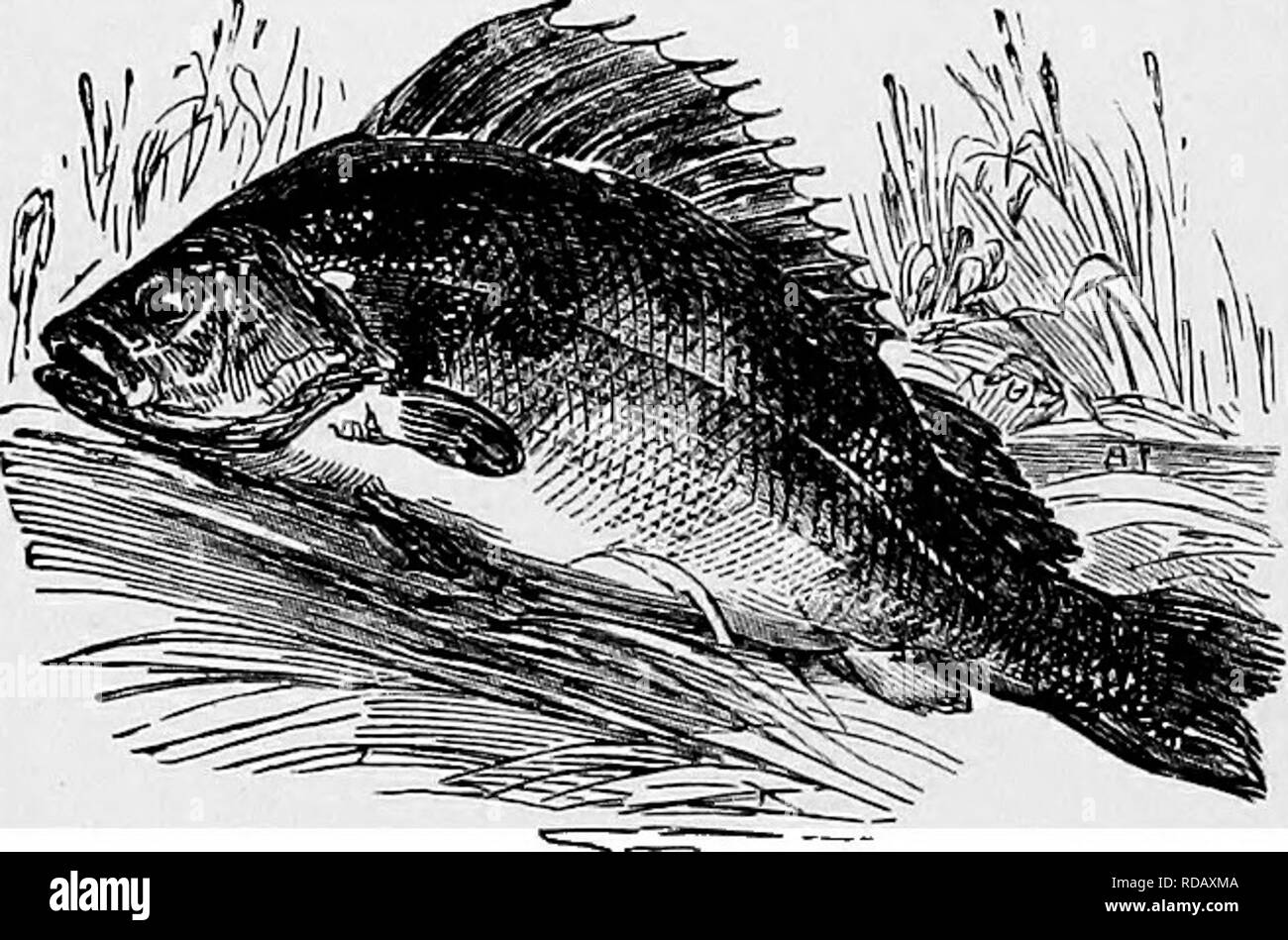 Perch Domain . The popular natural history . Zoology. 464 THE PERCH. water is ...