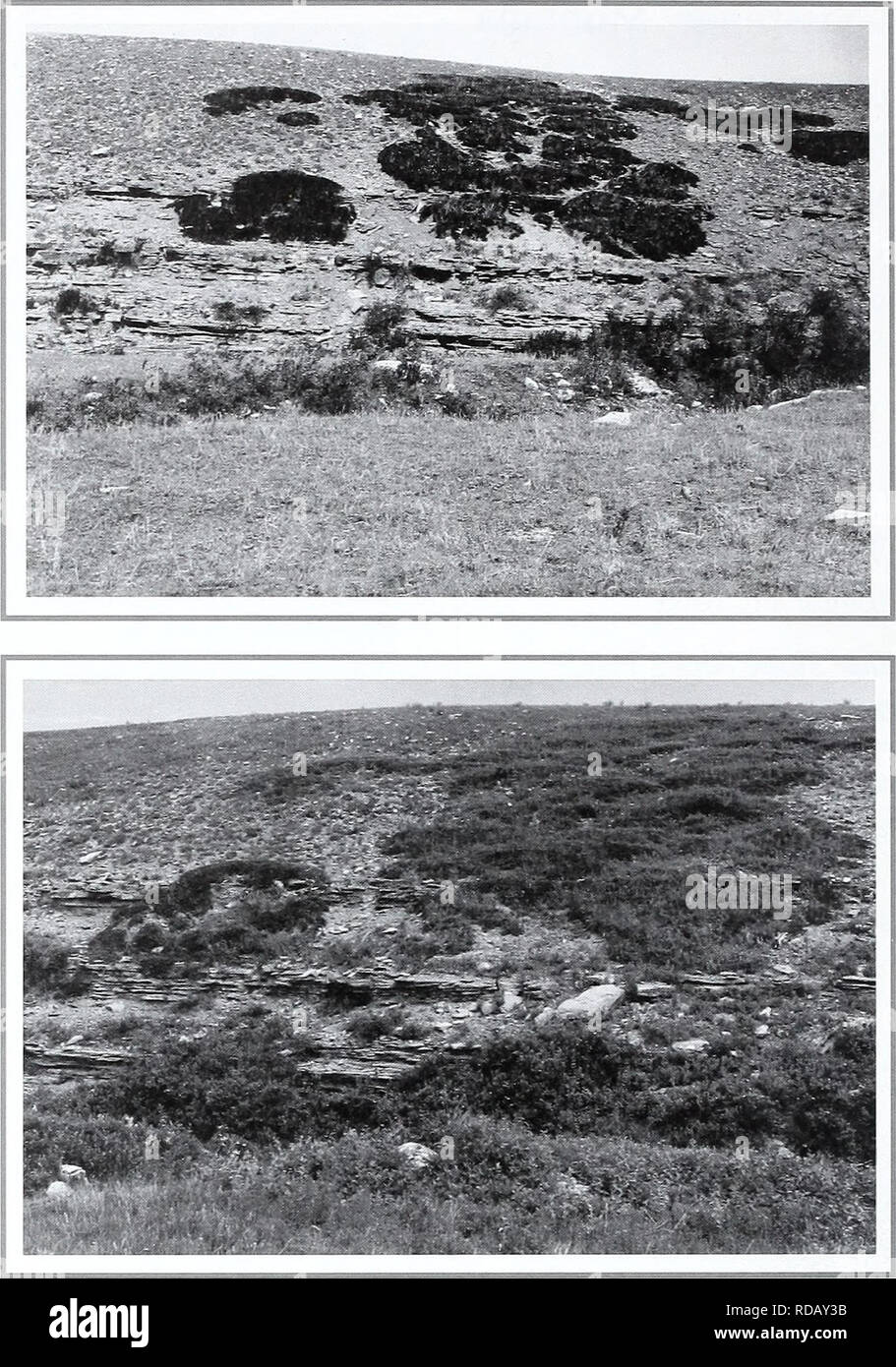 . Eighty years of vegetation and landscape changes in the Northern Great Plains : a photographic record. Range plants; Landscape; Botany; forbs; grasses; landscapes; botanical composition; shrubs; trees. Original Photograph September 23, 1917. ShantzR-9-1917. Facing north. First Retake and Description June 29, 1959. W.S.P., G-6-1959. Clumps of Juniperus growing on the side of a wash cut in the original picture. Dr. Shantz mentions both Juniperus horizontalis and Juniperus commu- nis. In the retake there was only one plant of Juniperus communis left. The shrub in the foreground is mainly Shephe Stock Photo