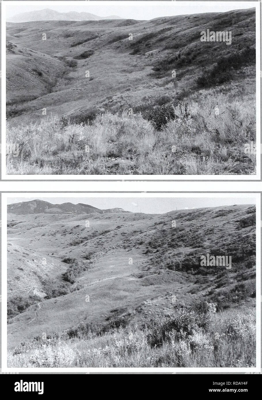 . Eighty years of vegetation and landscape changes in the Northern Great Plains : a photographic record. Range plants; Landscape; Botany; forbs; grasses; landscapes; botanical composition; shrubs; trees. Original Photograph September 18, 1917. Shantz 0-8-1917. Facing east. First Retake and Description June 30, 1959. W.S.P., H-9-1959. Looking up a side creek bottom from Judith River. Andropogon scoparius was abundant in the original picture but very rare in the retake. Shepherdia canadensis along creek much increased (from Phillips 1963. p. 25). Second Retake July 21, 1998. Kav-4326-35.. Â»W*fe Stock Photo