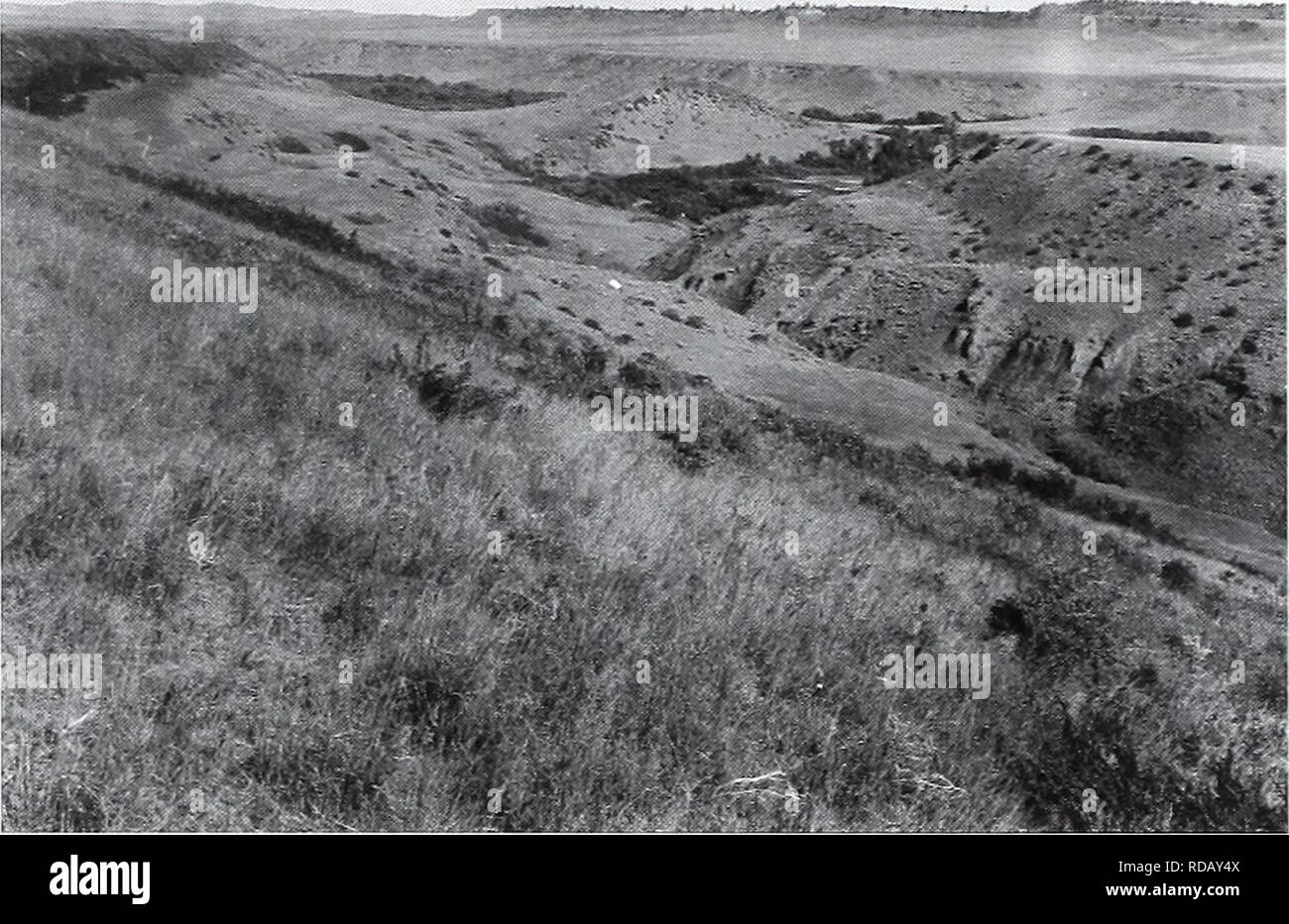 . Eighty years of vegetation and landscape changes in the Northern Great Plains : a photographic record. Range plants; Landscape; Botany; forbs; grasses; landscapes; botanical composition; shrubs; trees. Original Photograph September 18, 1917. Shantz P-l-1917. Facing west-northwest. First Retake and Description June 30. 1959. W.S.P., H-2-1959. Looking WNW the origi- nal vegetation is Bouteloua spp. and Koeleria cristata. Carex Jilifolia is abundant in flat areas. Shrub in grass is Artemisia frig ida. Shepherdia canadensis is a common shrub on the hillsides and bottom- lands. Erosion not eviden Stock Photo