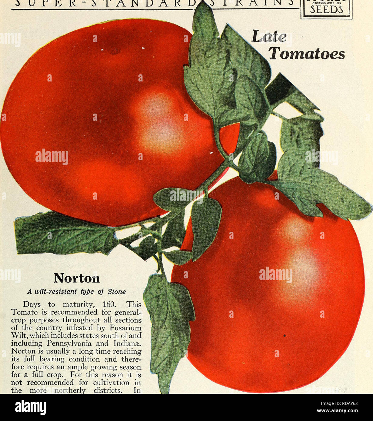 . Eighty-five super-standard strains season of 1927. Tomatoes Seeds Catalogs; Vegetables Seeds Catalogs; Fruit Seeds Catalogs. STRAINS STOKES GROWIHC JINCE IS79 C T? T? T&quot; C Late Tomatoes. A wilt-resistant type of Stone Days to maturity, 160. This Tomato is recommended for general- crop purposes throughout all sections of the country infested by Fusarium Wilt, which includes states south of and including Pennsylvania and Indiana. Norton is usually a long time reaching its full bearing condition and there- fore requires an ample growing season for a full crop. For this reason it is not re Stock Photo