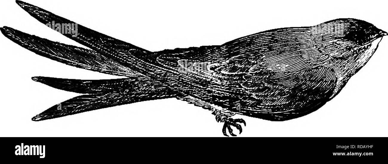 Bird Wing Anatomy Black And White Stock Photos Images Alamy