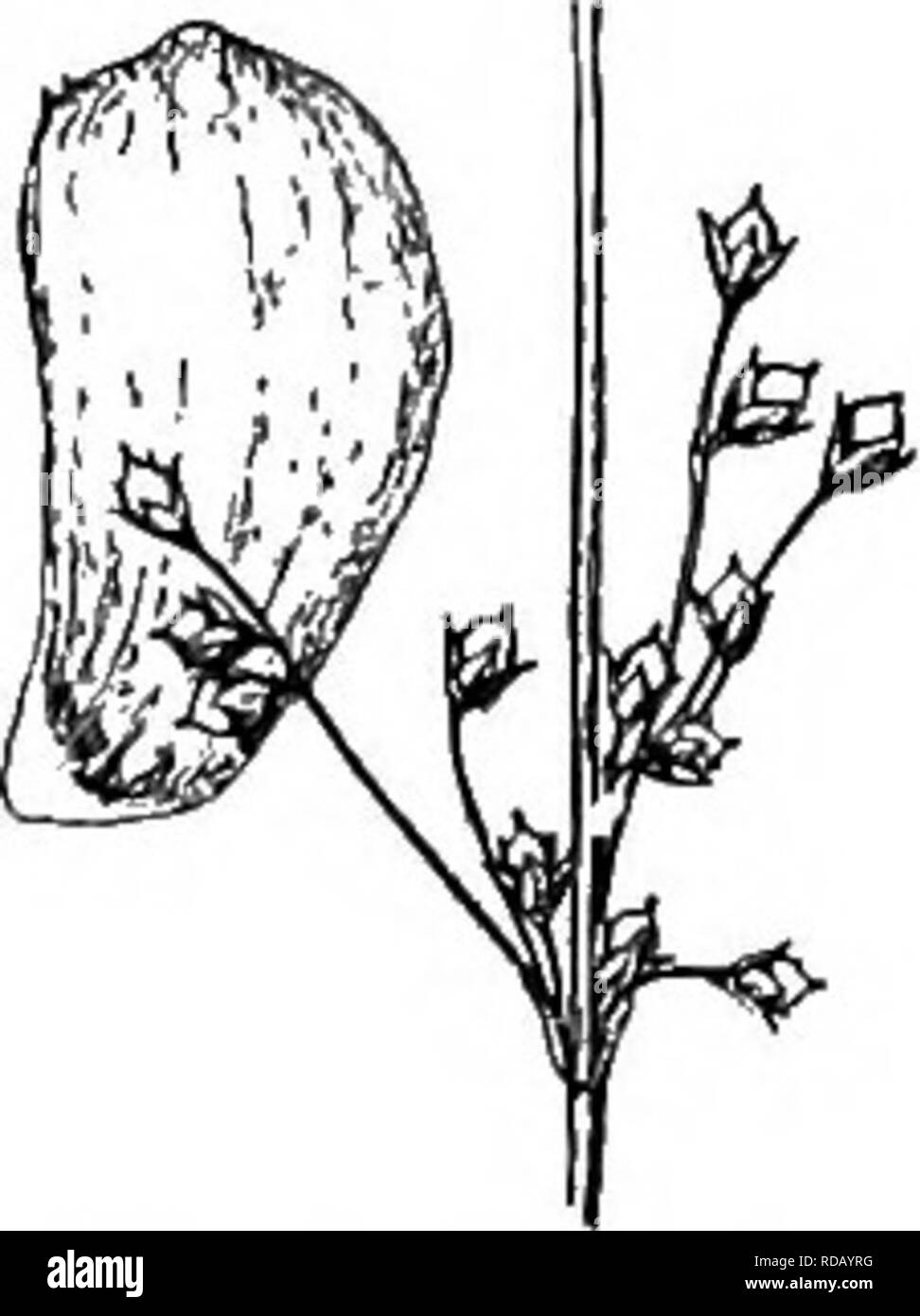 . Gray's new manual of botany. A handbook of the flowering plants and ferns of the central and northeastern United States and adjacent Canada. Botany. 579. J. bait., V. lit. Inflorescence x %. Fruitlnff flower x 3. of the ovary ; seeds rather large (about 1 mm. long), nearly obtuse, delicately ribbed and cross-lined. ââ Sandy (mostly brackish) shores, Nfd. to N. Y. and Pa.; the Great Lakes, and weslw. Fig. 579. Ii5. J. filif6rmis L. Scape very slender (1.5-6 dm. high), pliant; cyme fevf-flowered, almost simple ; flowers 3 mm. long ; sepals lanceolate, petals a little shorter and less acute, mo Stock Photo