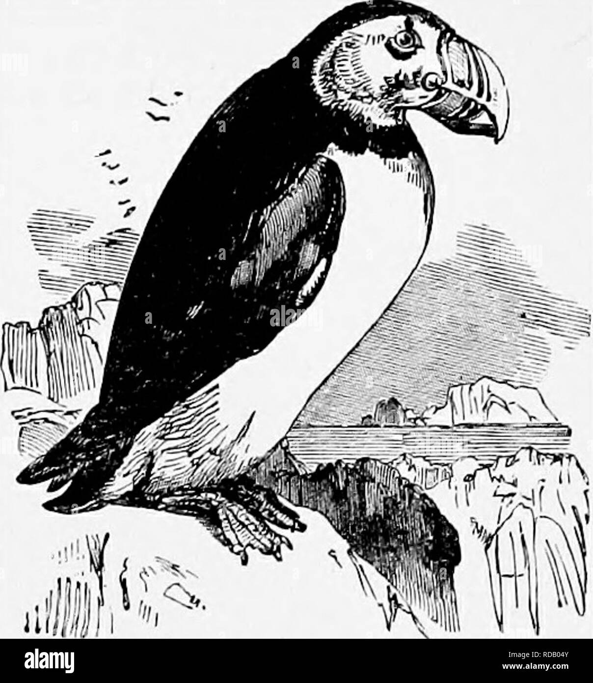 . The popular natural history . Zoology. PENGUINS. 407. PUFFIN. —{Fratercula arctica.) The Penguins form a very remiirkable sub-family, all its members having their wings modified into paddles useless for flight, but capable of being em- ployed as fore-legs in terrestrial progression when the bird is in a hurry, and probably as oars or paddles in the water. There are many species of Pen- guins, but as they are very similar in general habits, we must be content with a single example.. The Cape Penguin is very common at the Cape of Good Hope and the Falk- land Islands. From the extraordinary sou Stock Photo