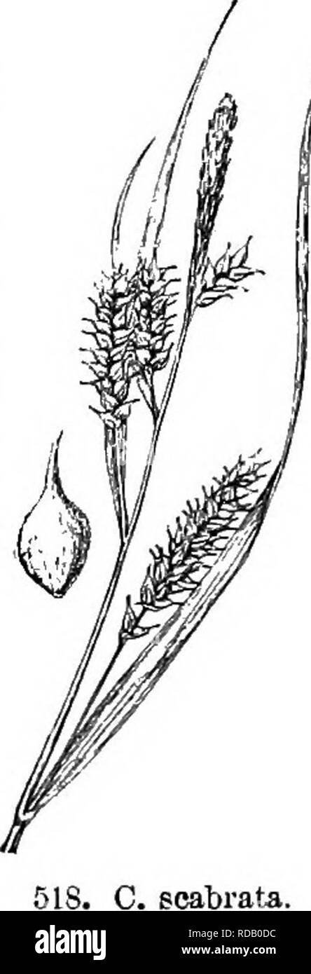 . Gray's new manual of botany. A handbook of the flowering plants and ferns of the central and northeastern United States and adjacent Canada. Botany. C. scabrata. short^awned, exceeded by the plump subglobose or obovoid strongly ribbed abruptly beaked perigynia. ( C. Joorii Bailey.) — Swamps and wet shores, Mo. to Fla. and Tex. Aug. Fig. 517. 150. C. scabrSta Schwein. Rather stout, very leafy, 2-8 dm. high ; culm sharply and very roughly angled; leaves 6-18 mm. broad, flat, vei'y rough; spikes 3-6, scat^ tered, the upper 1 or 2 sessile, the remainder often long-peduncled and sometimes nod- di Stock Photo