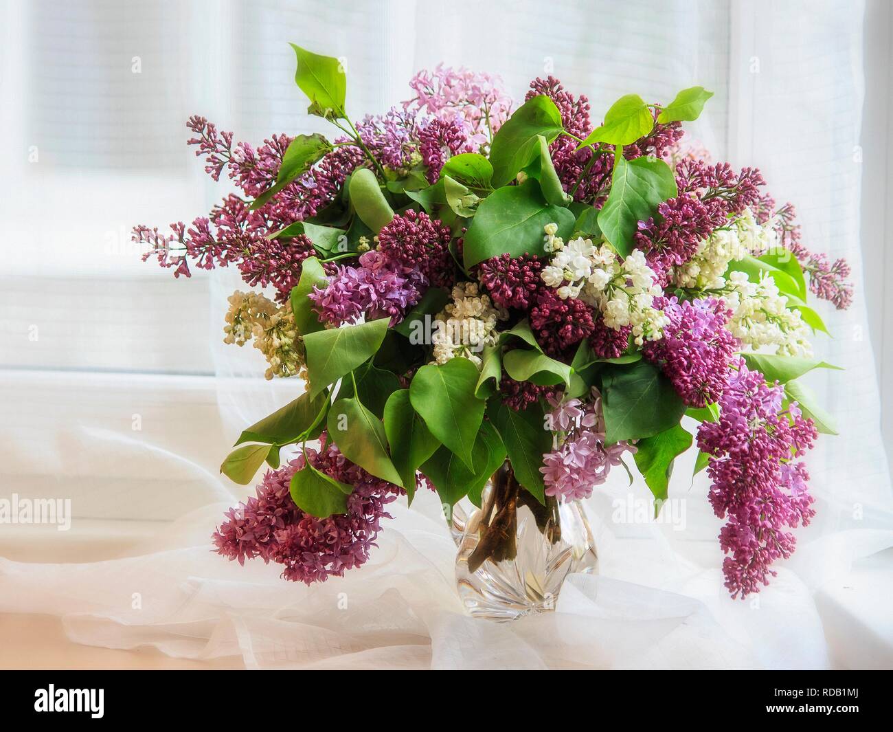 Still life with bouquet of multicolored lilac Stock Photo - Alamy