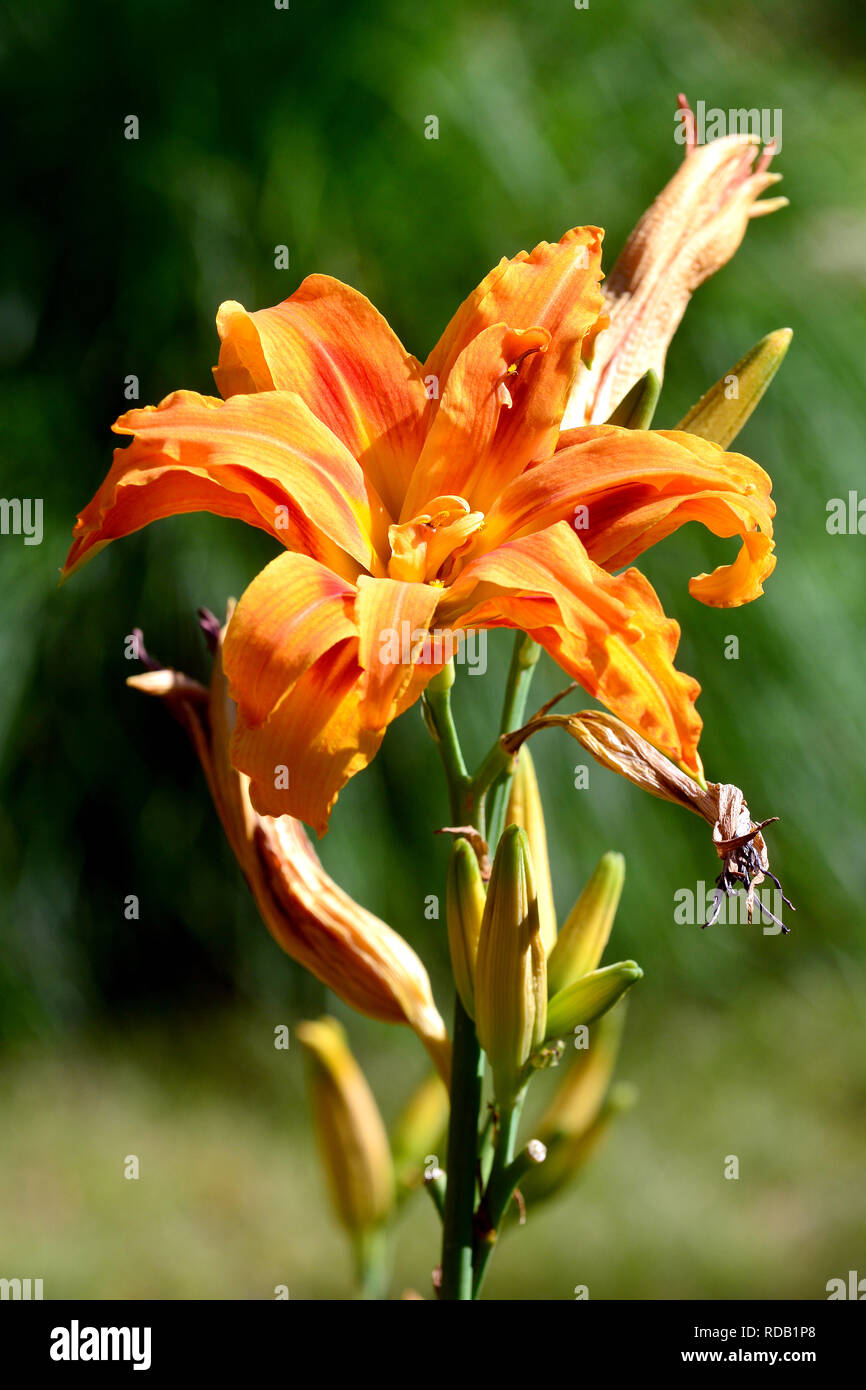 Lilien, liliom, Lilium sp. Stock Photo