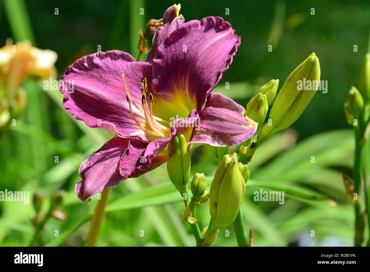 Lilien, liliom, Lilium sp. Stock Photo