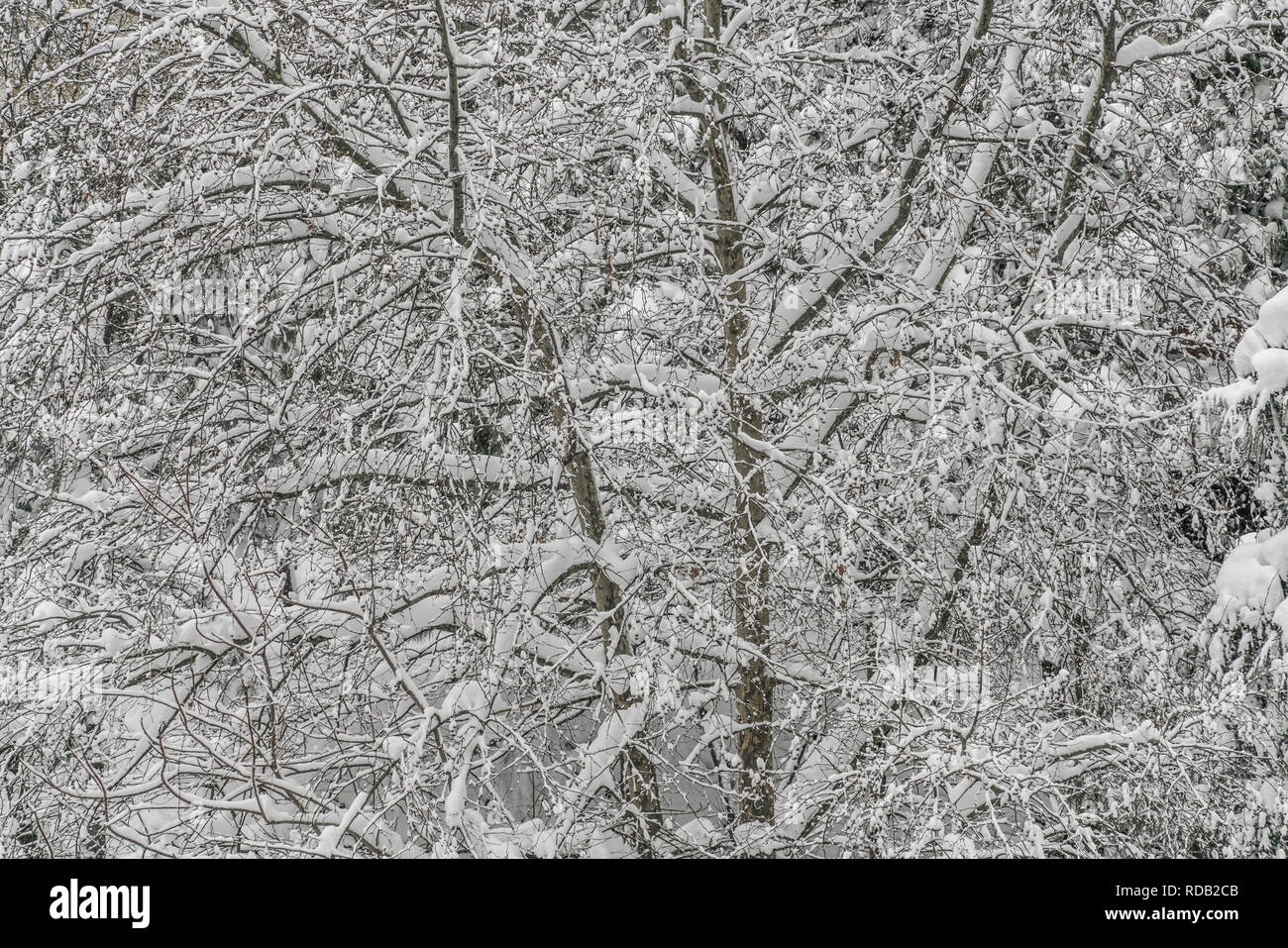Snowy branches of trees in the park as background Stock Photo - Alamy