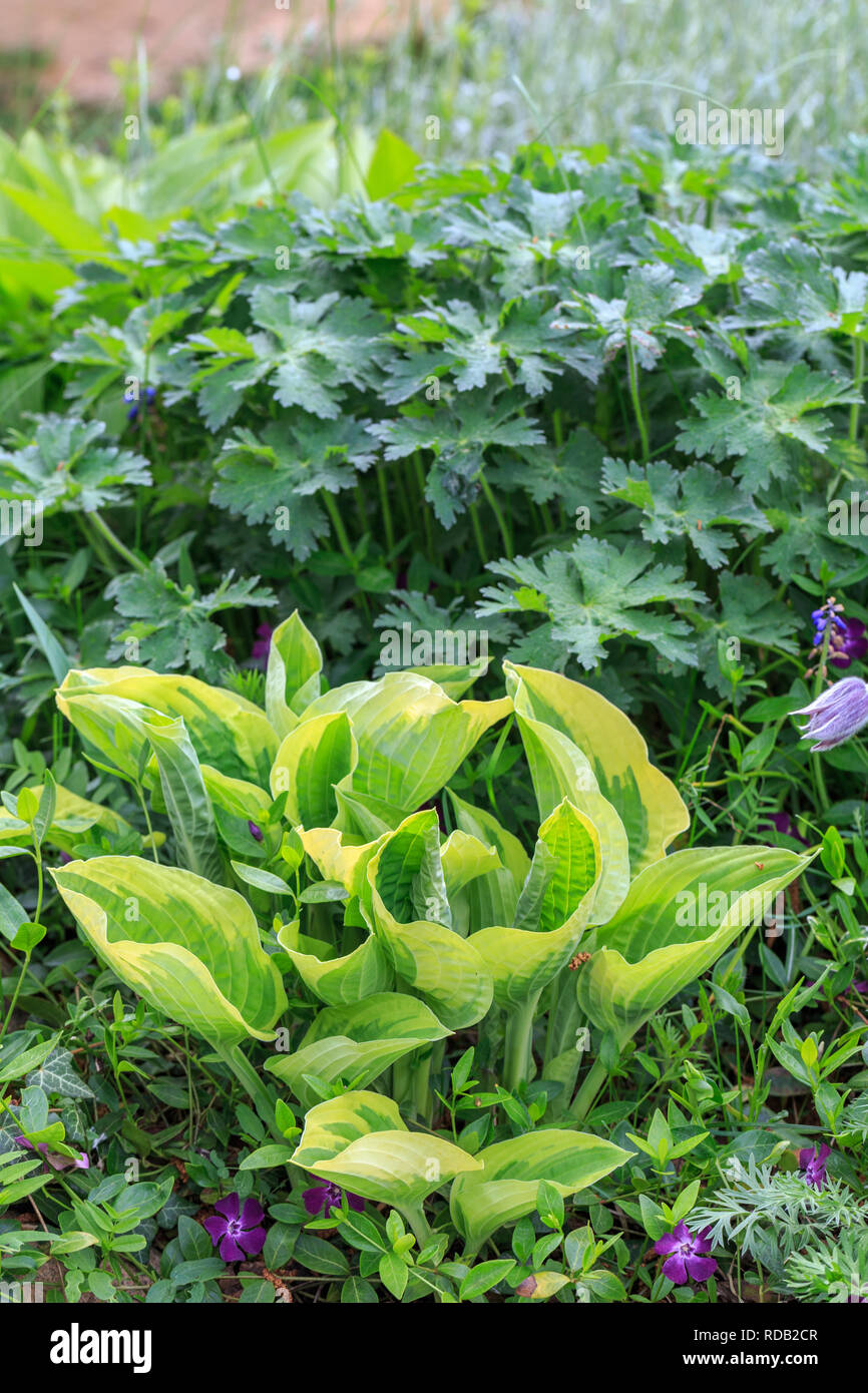 Violet flowers of blooming hosta Hosta undulata Stock Photo Alamy