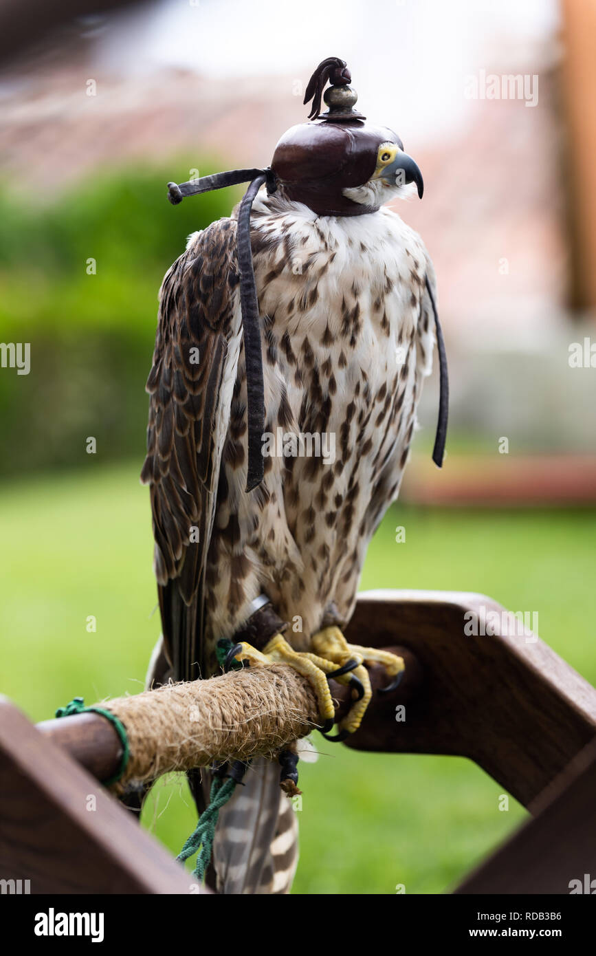 Falcon mask hi-res stock photography and images - Alamy