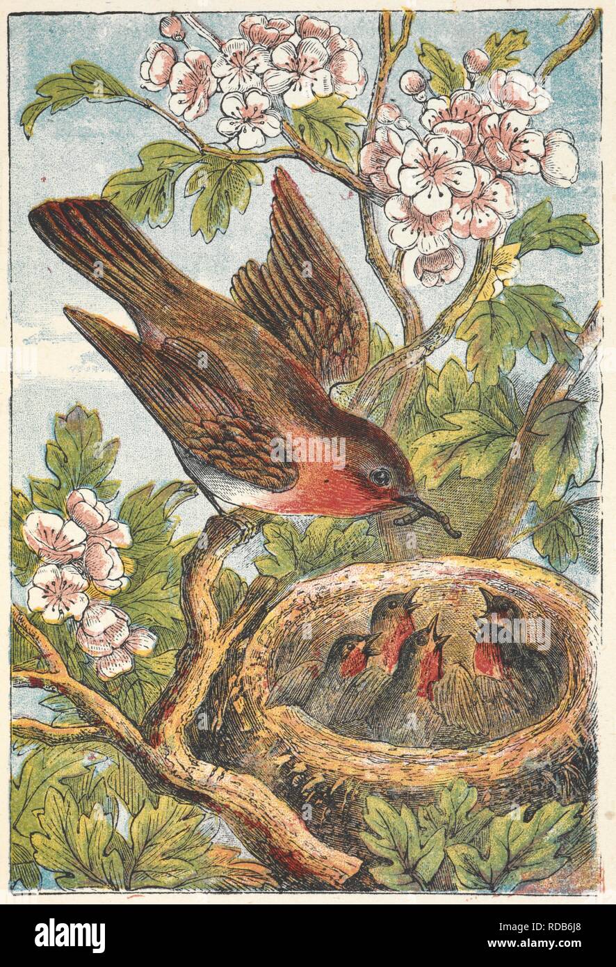 A robin feeding a nest of chicks. The Robin Redbreast Picture Book. With ... illustrations. London ; New York, [1873]. Source: 12803.aaa.62. plate 3. Author: ANON. Stock Photo
